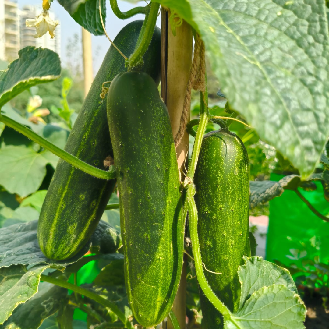 Cucumber